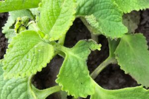 te comporta porque deberias comer oregano con regularidad