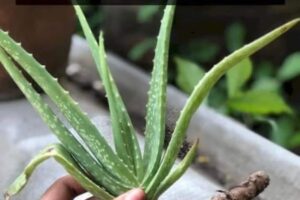 te comparto todos los usos y las propiedades del aloe vera