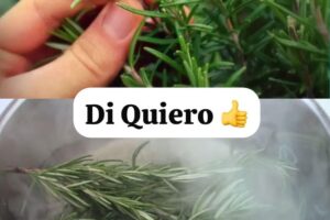 con solo hervir 5 ramitas de romero resuelves estos problemas