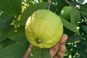 la fruta que ayudar a reducir niveles de azucar y prevenir