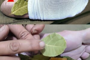 Descubra los sorprendentes beneficios de poner una hoja de laurel en sus calcetines Cuando se trata de remedios naturales