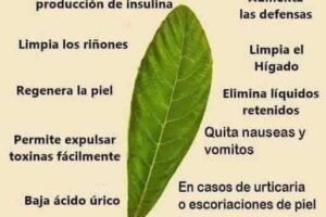 propiedades y beneficios de las hojas de nispero