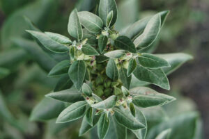 Cómo Prevenir Enfermedades Autoinmunes: Ashwagandha