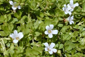 Cómo Mejorar la Memoria y la Concentración: Bacopa Monnieri