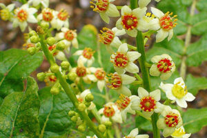 El Antiinflamatorio Natural para Articulaciones Doloridas: Boswellia