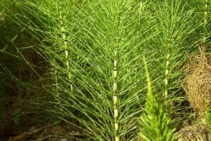 Elimina las Piedras en los Riñones de Forma Natural: Té de Cola de Caballo