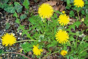 El Detox Natural para el Hígado: Infusión de Diente de León