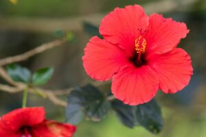 Cómo Bajar la Presión Arterial Alta: Té de Hibisco
