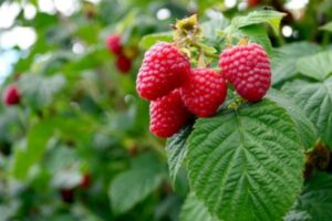 El Tonificante Natural para el Útero: Hojas de Frambuesa