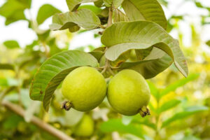 El Secreto para Mantener el Cuerpo Libre de Toxinas: Té de Hojas de Guayaba