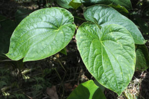Un Tónico Efectivo para Controlar la Ansiedad que Interrumpe el Sueño: Kava Kava