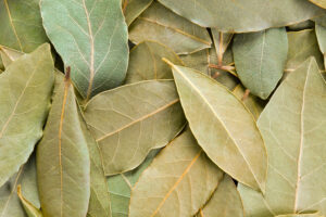 El Antiséptico Natural para las Amigdalitis: Laurel