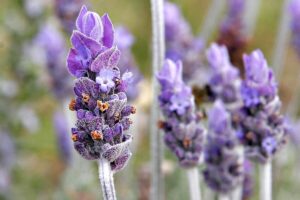 El Secreto para Aliviar el Dolor de Cabeza Sin Medicamentos: Masaje con Lavanda