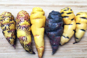 Libera tu Próstata del Dolor con Este Superalimento: Mashua