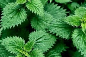 El Detox Natural para Recargar tus Niveles de Energía: Ortiga