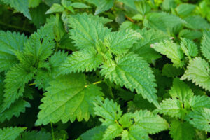 Limpia tus Riñones de Forma Natural: Infusión de Ortiga Mayor