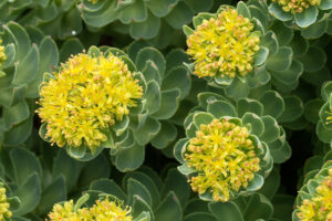 El Tónico Natural para Elevar el Estado de Ánimo: Rhodiola Rosea