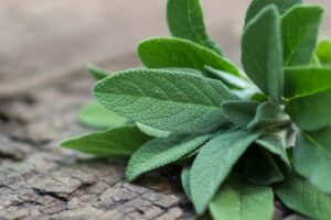 El Tónico Natural para el Agotamiento Físico y Mental: Salvia