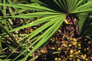 El Mejor Remedio Natural para Desinflamar la Próstata: Saw Palmetto
