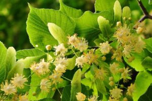 Relaja la Mente Antes de Dormir con Este Ingrediente: Tila