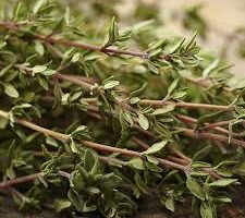 El Antiinflamatorio Natural para los Bronquios: Tomillo Fresco