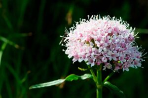 El Secreto para Conciliar el Sueño Rápidamente: Valeriana