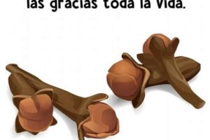 mastica clavo de olor todos los dias y me lo agradeceras siempre