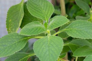 El Mejor Remedio Casero para el Reflujo Ácido: Infusión de Boldo Fresco