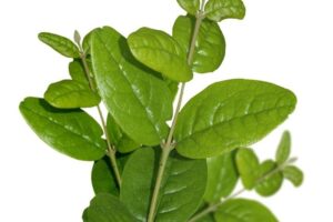 Cómo Combatir el Reflujo Ácido de Forma Natural: Infusión de Boldo Fresco