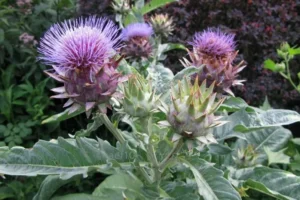 El Antiinflamatorio Natural para el Hígado: Infusión de Cardo Mariano