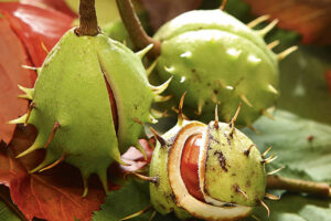 El Antiinflamatorio Natural para las Piernas Hinchadas: Castaño de Indias