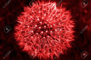 El Antiinflamatorio Natural para el Hígado: Infusión de Hojas de Diente de León Rojo