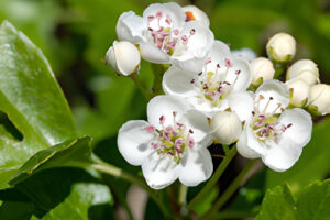 El Tónico Natural para Fortalecer el Corazón: Infusión de Espino Blanco