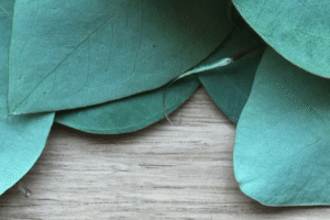 El Tónico Natural para Fortalecer el Sistema Respiratorio: Infusión de Eucalipto Fresco