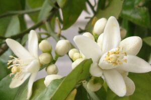 Cómo Combatir la Ansiedad Nocturna sin Medicamentos: Infusión de Flor de Azahar