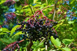 El Secreto para Mantener un Sueño Profundo: Infusión de Flor de Sauco Negro