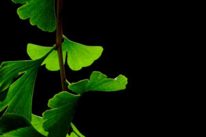 Acaba con los Mareos Persistentes con Esta Hierba Milenaria: Ginkgo Biloba