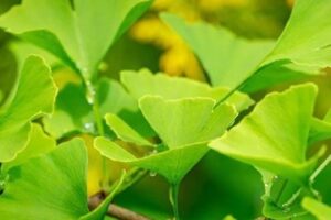 El Mejor Remedio Casero para el Vértigo: Ginkgo Biloba Fresco