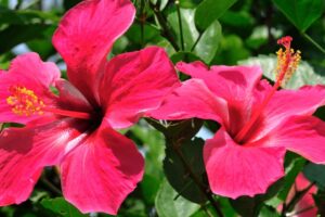 Cómo Reducir la Presión Alta de Forma Natural: Té de Flor de Hibisco Silvestre