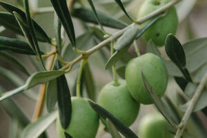 El Tónico Natural para Fortalecer el Corazón: Infusión de Hojas de Olivo
