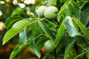 El Secreto para Prevenir Caídas del Cabello: Infusión de Hojas de Nogal