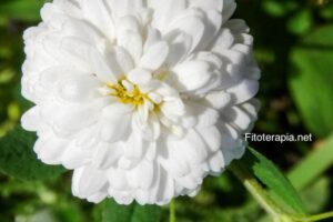 El Tónico Natural para Calmar la Ansiedad Nocturna: Infusión de Manzanilla Romana