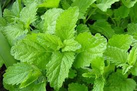 Cómo Combatir la Ansiedad Nocturna sin Medicamentos: Infusión de Melisa Citronela