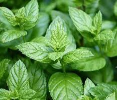 El Secreto Mejor Guardado para Aliviar el Dolor de Cabeza: Hojas de Menta Poleo