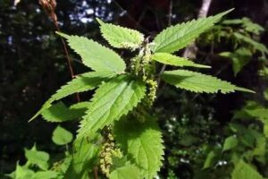 Cómo Reducir la Presión Alta de Forma Natural: Té de Ortiga Mayor