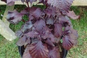 El Secreto para Desinflamar la Próstata: Infusión de Ortiga Negra