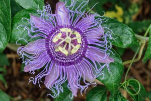 El Secreto para Mantener un Sueño Profundo y Reparador: Infusión de Pasiflora Encarnada
