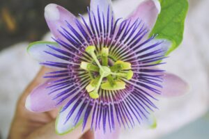 El Secreto para Mantener un Sueño Profundo: Infusión de Pasiflora Encarnada