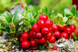 Libera tu Cuerpo del Exceso de Ácido Úrico: Infusión de Uva Ursi
