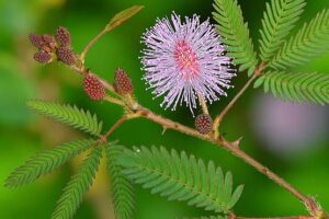 descubre todos los beneficios de la mimosa pudic